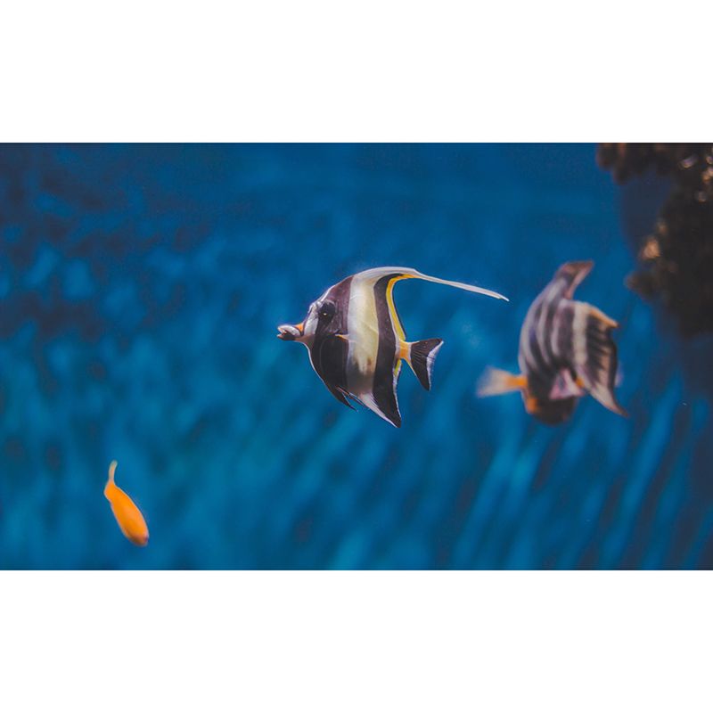 Tropical Fish Murals Contemporary Environment Friendly Wall Art for Sleeping Room