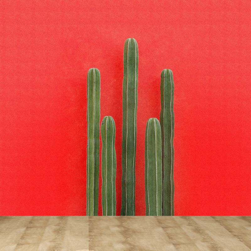 Illustration 3D Illusion Cactus Mural Giant Wall Covering for Dining Room, Custom