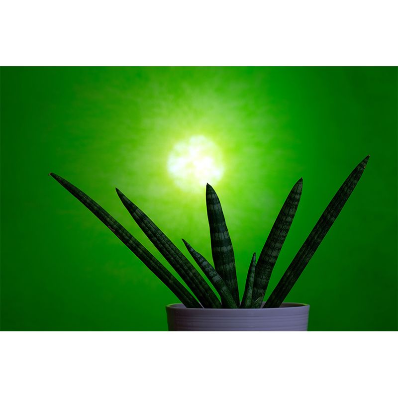 Green Plants Mural Mildew Resistant for Sitting Room Bedroom, Moisture Resistant