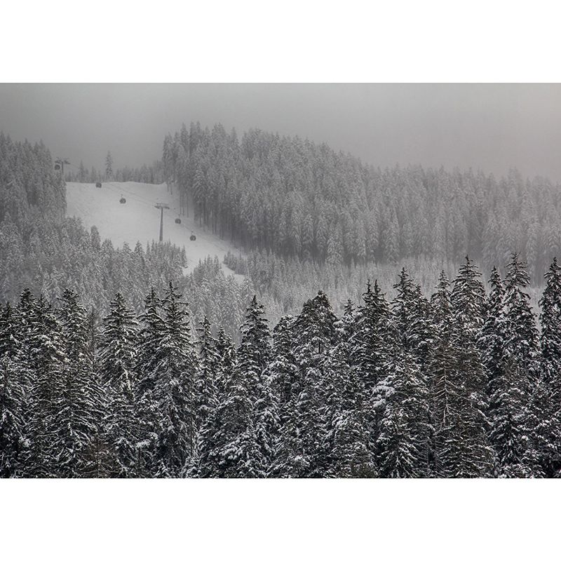 Mountain Forest Mural Horizontal Photography Sitting Room Wall Mural