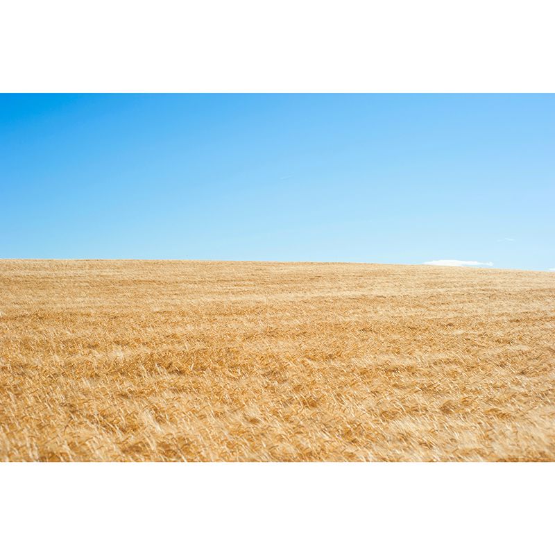 Wheat Field Mildew Resistant Wallpaper Photography Sleeping Room Wall Mural