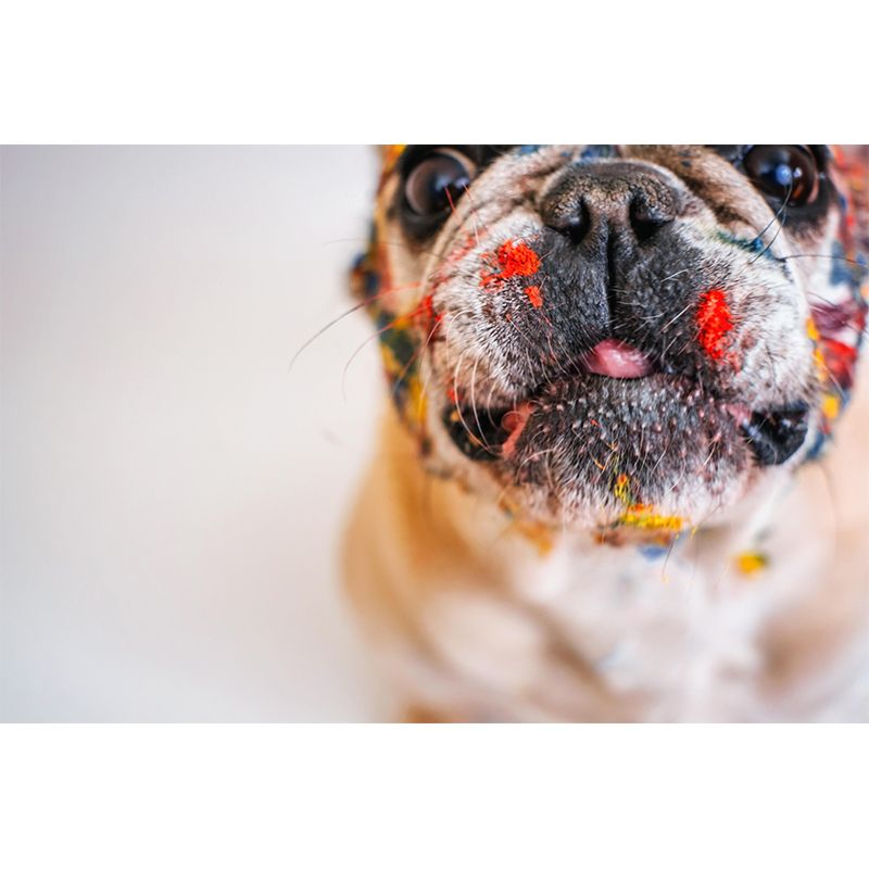 Horizontal Photography French Bulldog Mural Stain Resistant Wall Art for Bedroom