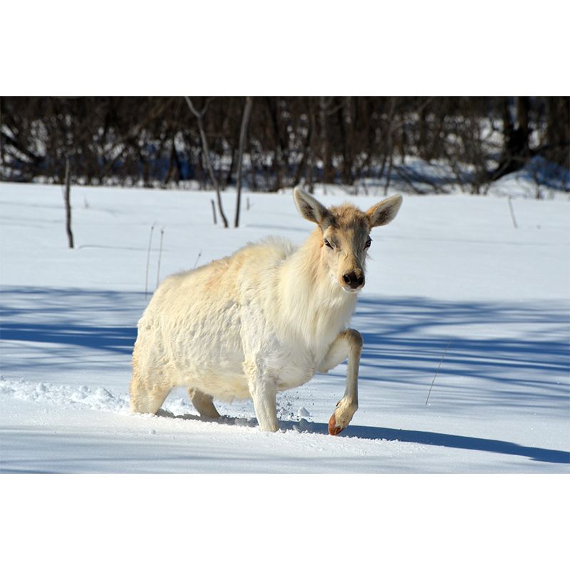 Deer Animal Water-Resistant Wall Mural Minimalist Wall Covering for Living Room Decor