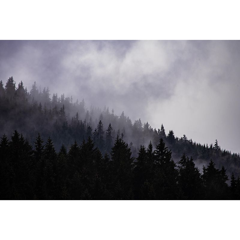 Contemporary Photography Forest Wall Mural Wallpaper Sleeping Room Wall Art