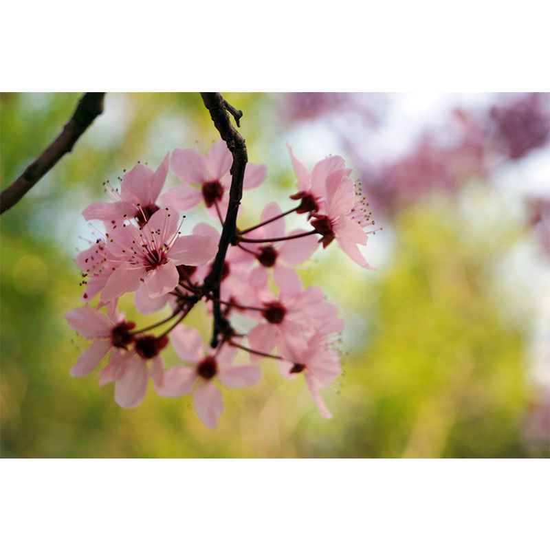 Flower Mural Wallpaper Decorative Wall Covering for Living Room, Made to Measure