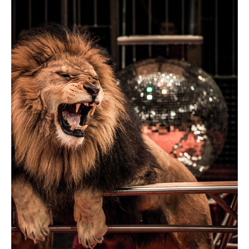 Modern Lion Making Face Mural for Bedroom Customized Wall Decor, Made to Measure