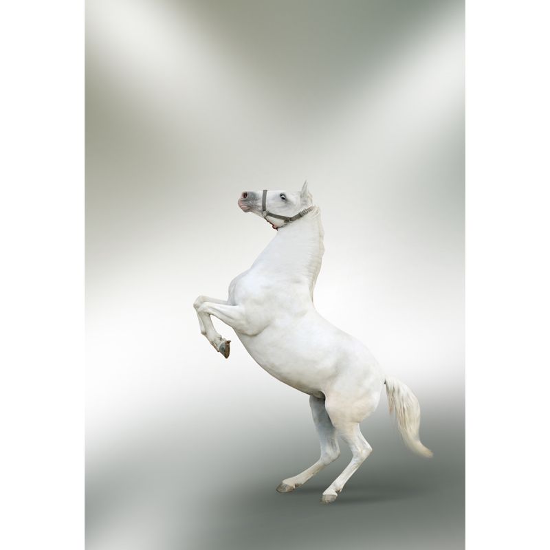 Huge Horse Mural Decal for Kitchen Animals Wall Art in Light Color, Stain Resistant