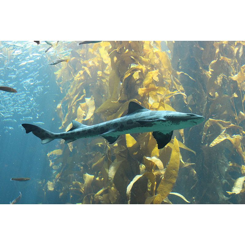 Customized Underwater Life Mural Wall Covering Mildew Resistant for Living Room