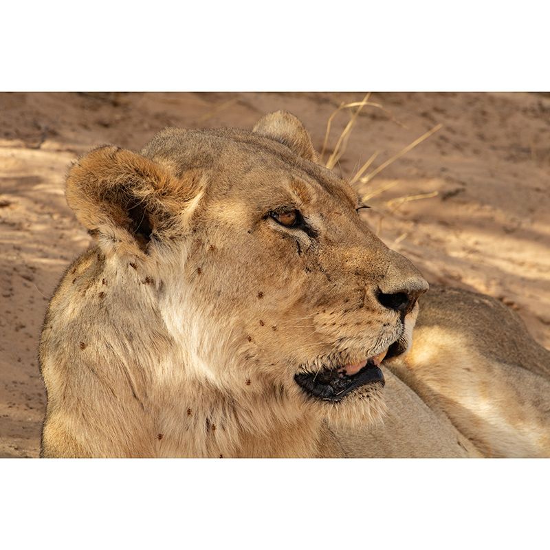 Wild Animals Guest Room Wall Covering Water Resistant Mural, Personalized Size Available