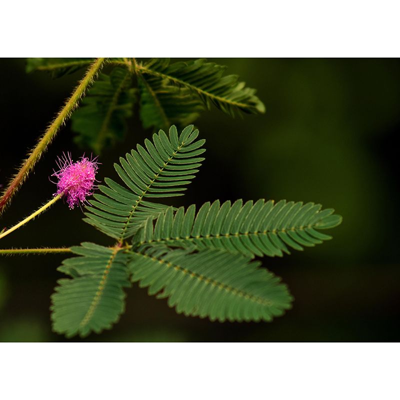 Customized Mimosa Plant Wall Mural Stain Resistant for Living Room Decor