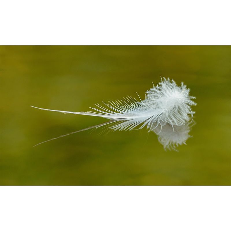 Mildew Resistant Feather Mural Wallpaper Decorative Wall Art for Bedroom