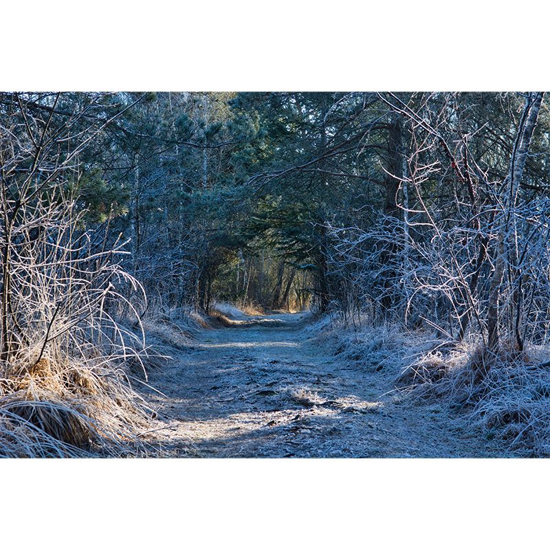 Soft Color 3D Art Illusion Mural Wallpaper Moisture Resistant for Reading Room