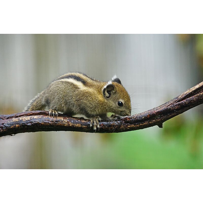 Chipmunk Contemporary Mural Decal Sitting Room Moisture Resistant Wall Decor