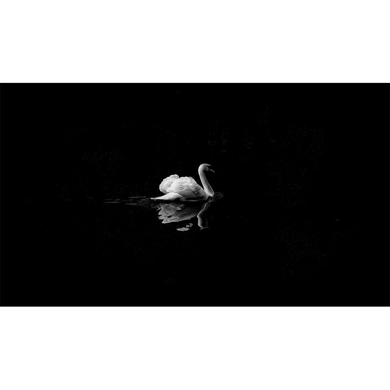 Customized White Swan Wall Mural Contemporary Photography for Living Room
