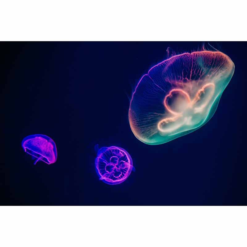 Beautiful Photography Mural Wallpaper Marine Organism Indoor Wall Mural