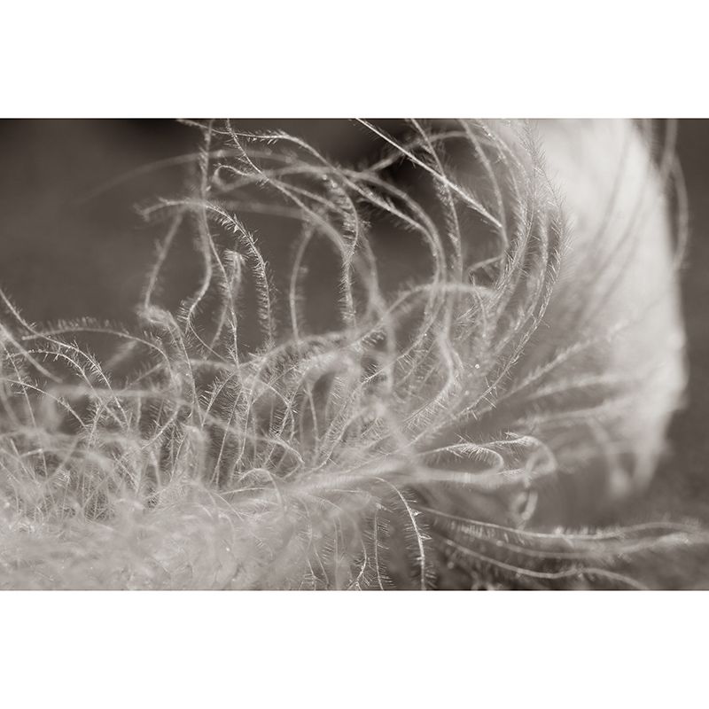 Washable Illustration Mural Wallpaper Feather Indoor Wall Mural