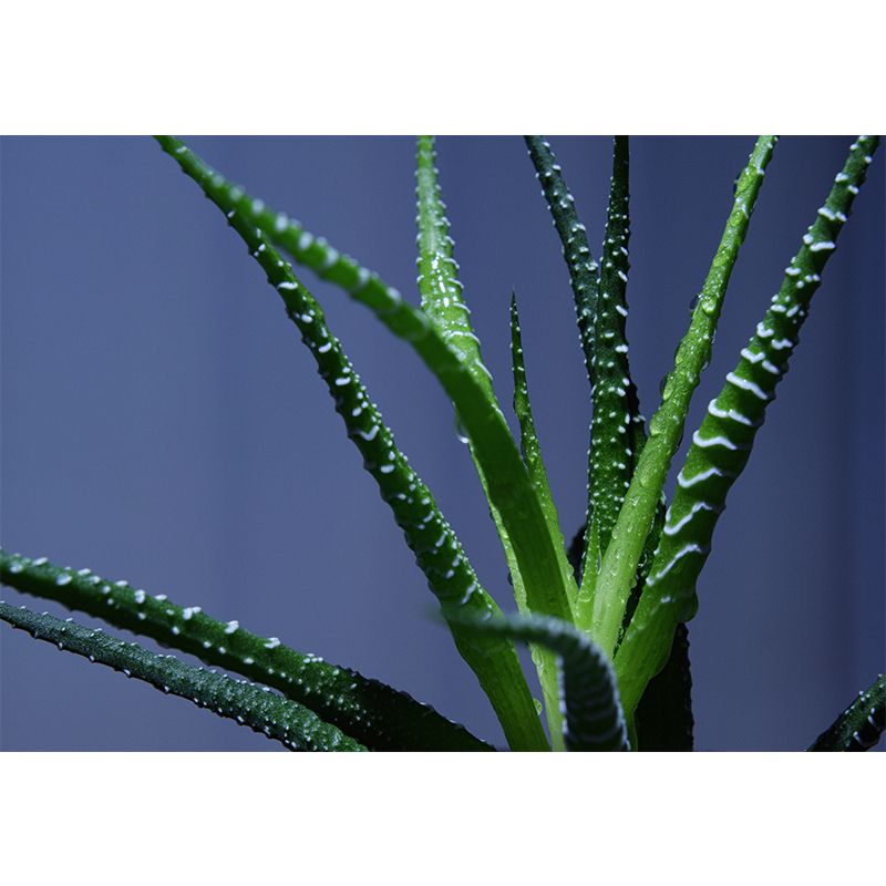 Houseplant Removable Wall Mural for Sitting Room Bedroom, Moisture Resistant