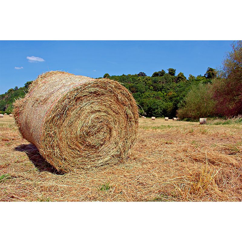 Moisture Resistant Straw Bales Mural Wall Covering for Kitchen Wall Decor