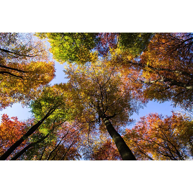 Beautiful Forest Mural Wallpaper Decorative Mildew Resistant Home Decor