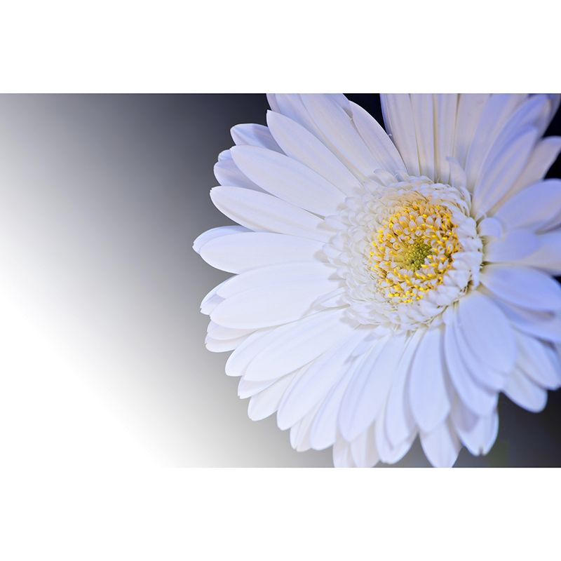 Customized Gerbera Wall Mural Horizontal Photography for Sleeping Room Decoration