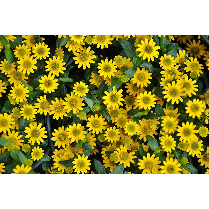 Different Flower Wall Mural Mildew Resistant Environment Friendly Wall Decor