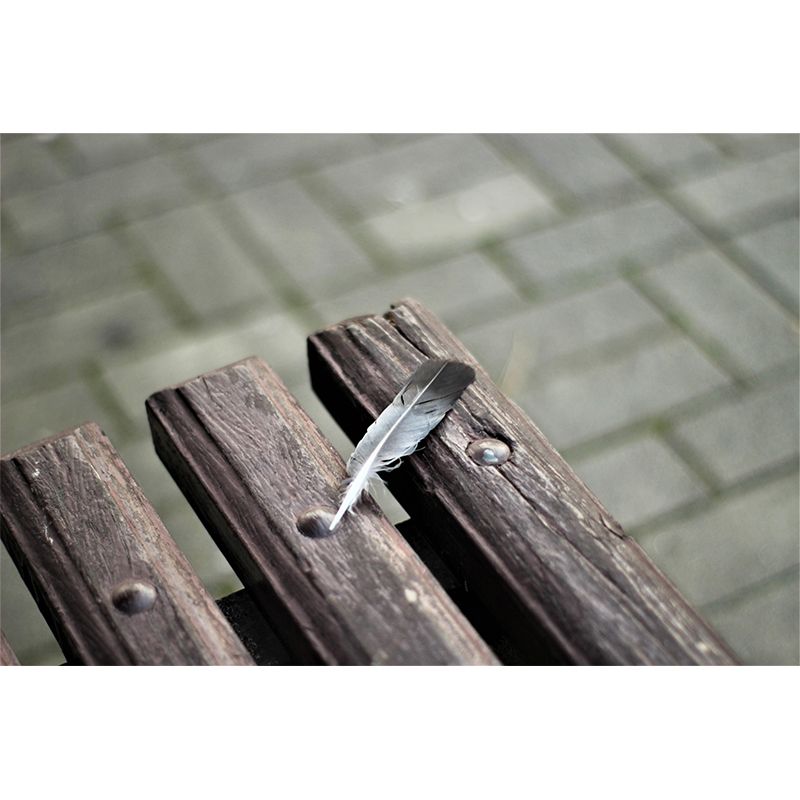 Horizontal Photography Bird Feather Mural Eco-friendly Decorative Wallpaper for Home