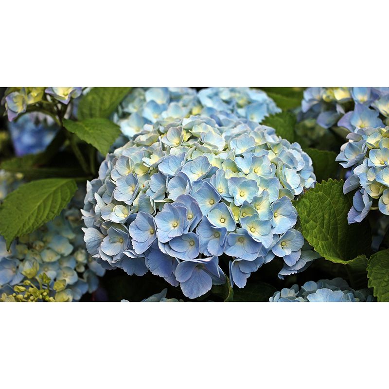 Beautiful Hydrangea Mural Wallpaper Mildew Resistant for Living Room Decor