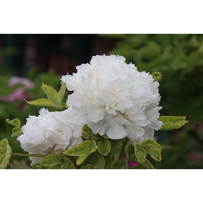 Peony Murals Contemporary Washable Girls' Bedroom Wall Decor, Personalized Size Available