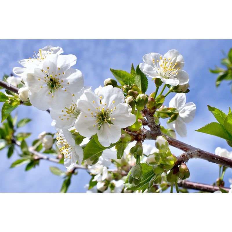 Modern Blossom Mural Decal Non-Woven Texture Waterproofing White Wall Art for Indoor