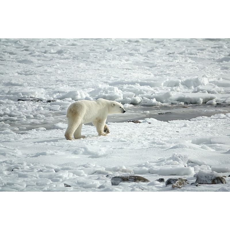 Beer Animal Moisture Resistant Wall Covering for Living Room, Personalized Size