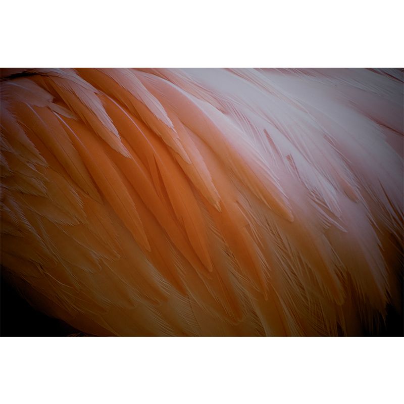 Feather Wall Mural Personalized Contemporary Wall Art for Accent Wall, Stain-Resistant