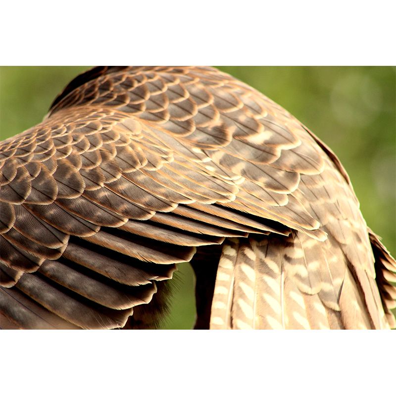 Feather Removable Wall Mural for Sitting Room, Customized Size Available