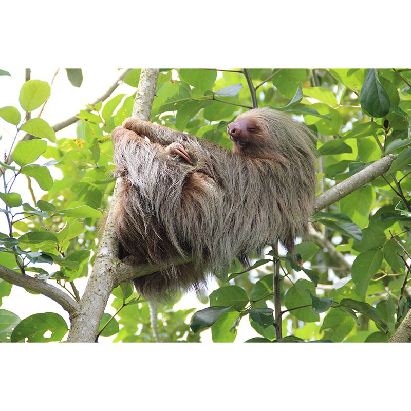 Customized Contemporary Sloth Mural Mildew Resistant for Sitting Room Bedroom