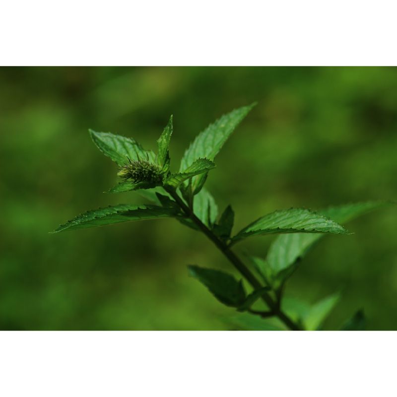 Green Mint Wall Covering for Living Room Moisture Resistant, Made to Measure