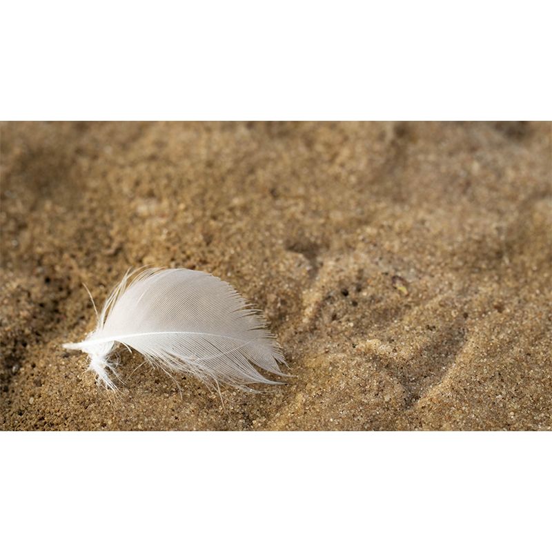 Mildew Resistant Bird Feather Mural Wallpaper Decorative Wall Art for Wall Decor