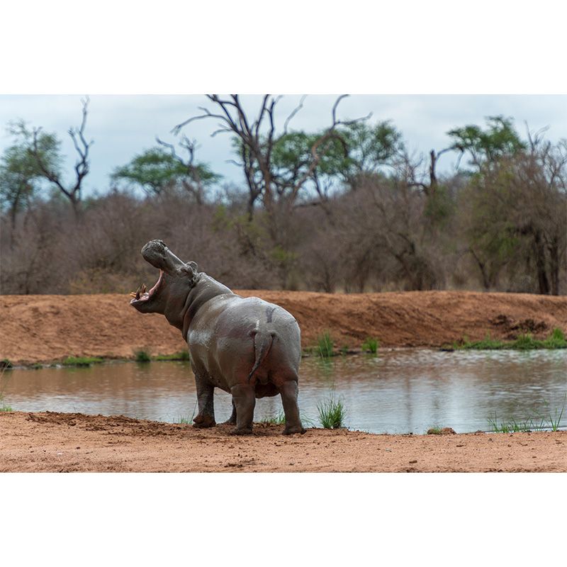 Photography Mural Wall Decor Hippo Mildew Resistant Living Room Wall Mural Wall Art