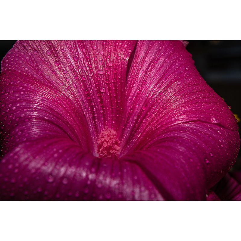 Mallow Mural Wall Covering for Living Room Decorative Mildew Resistant Wallpaper