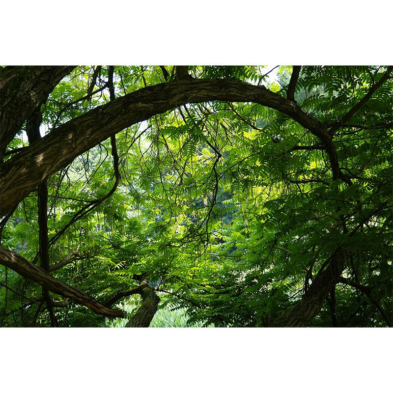 Contemporary Forest Wall Mural Decor Horizontal Photography Eco-friendly for Decoration