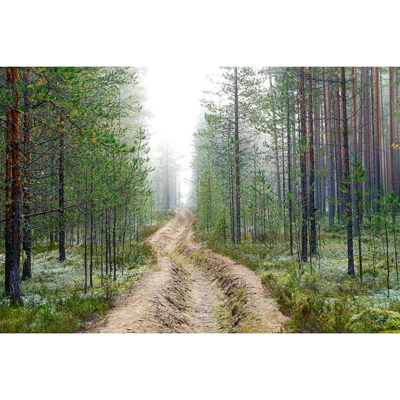 Forest Photo Wall Mural for Living Room Bedroom, Removable, Customized Size