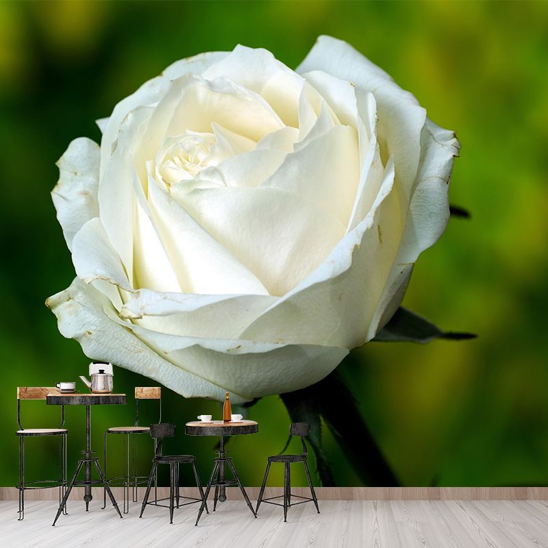 Photography Rose Mural Wallpaper for Sitting Room Decor Multiple Sizes Available