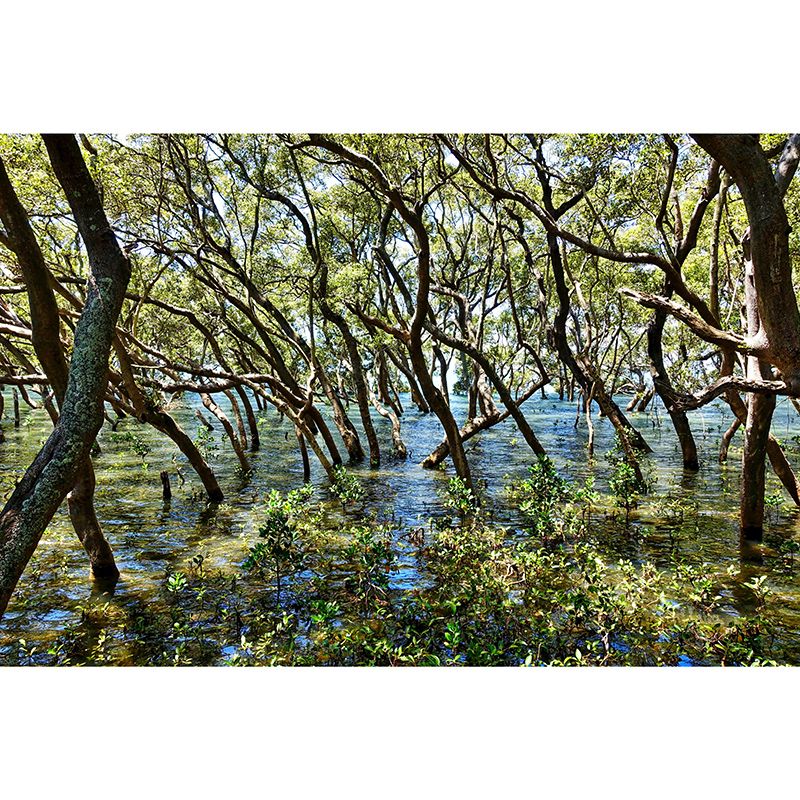 Dining Room Contemporary Photography Forest Wall Mural Wallpaper Wall Covering