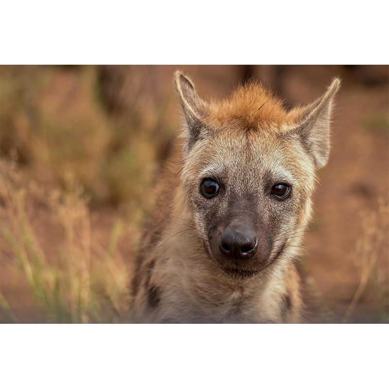 Leopard Mildew Resistant Wall Mural Wild Animal Wallpaper Living Room Wall Mural