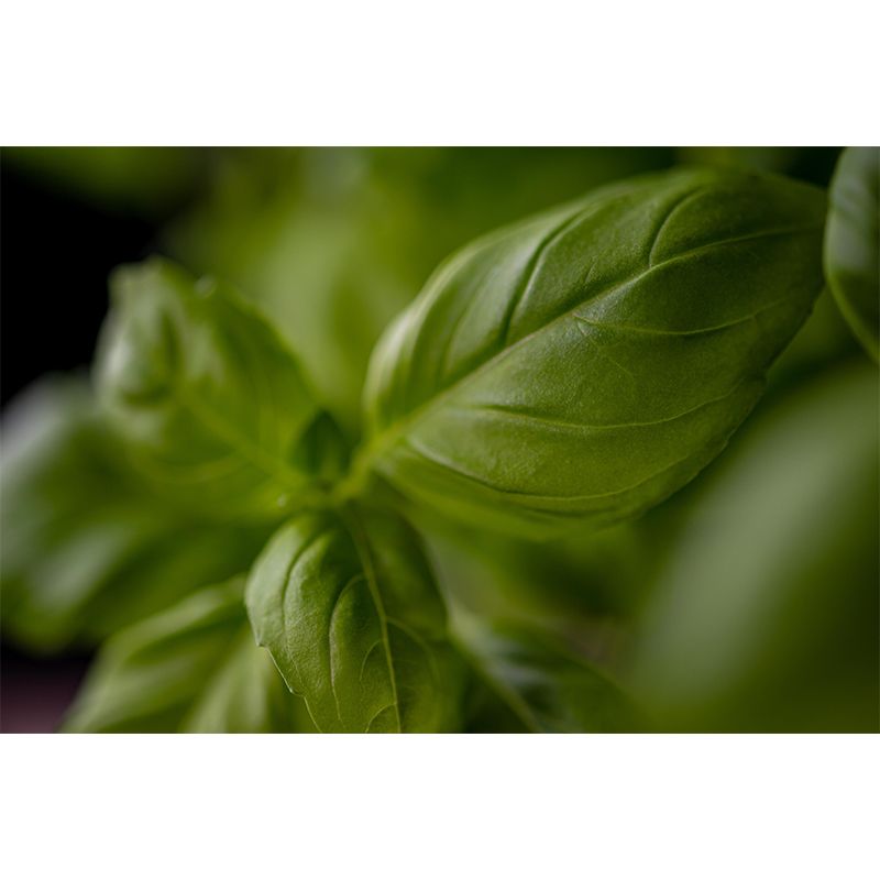 Basil Leaf Painting Mural Decal Modern Mildew Resistant Wall Covering for Decoration