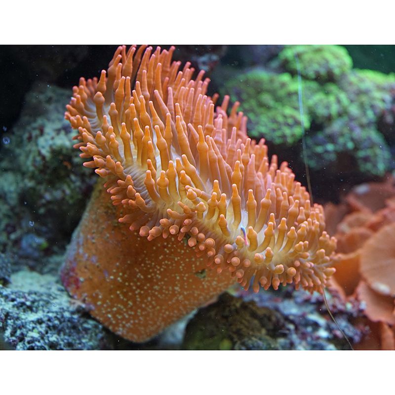 Customized Photography Seabed Wall Mural Eco-friendly Wallpaper Wall Art