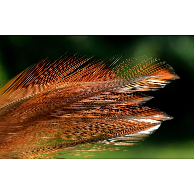 Modern Style Mural Wallpaper Feather Environment Friendly Bedroom Wall Mural