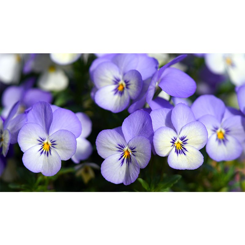 Violet Flower Wall Mural Moisture Protection Modern Living Room Wall Covering