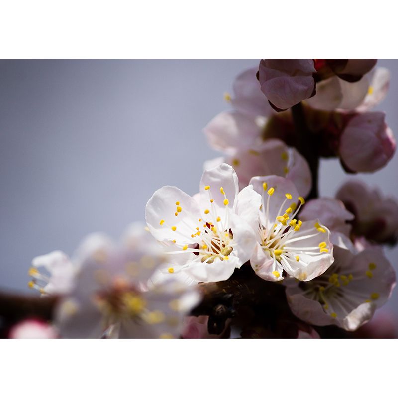 White Cherry Blossom Mural Wallpaper Moisture Resistant Wall Covering for Adults Room