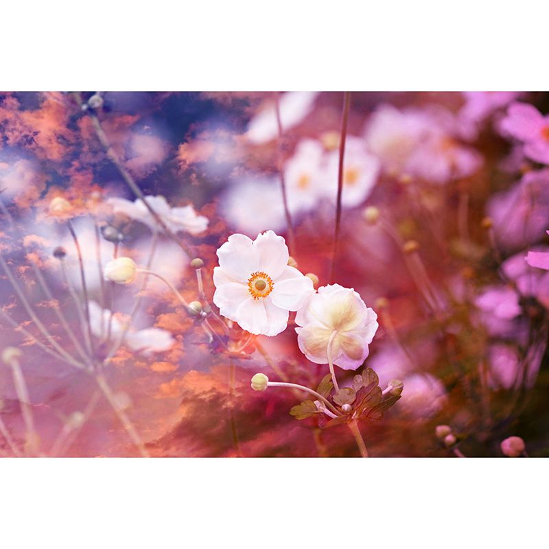 Customized Anemone Flower Mural Horizontal Photography for Sleeping Room