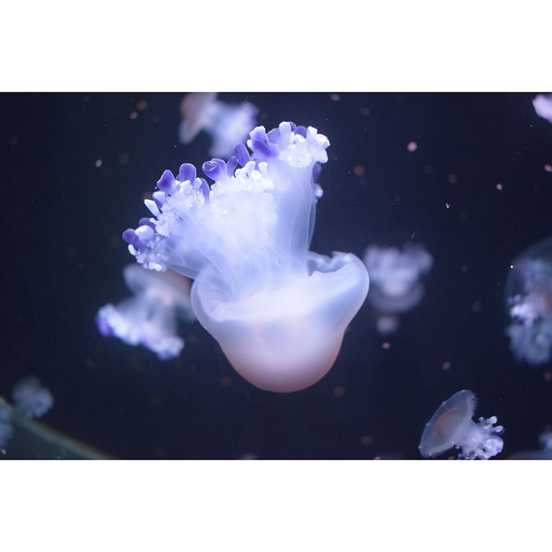 Underwater Life Photo Mural Personalized Minimalist Wall Covering for Living Room