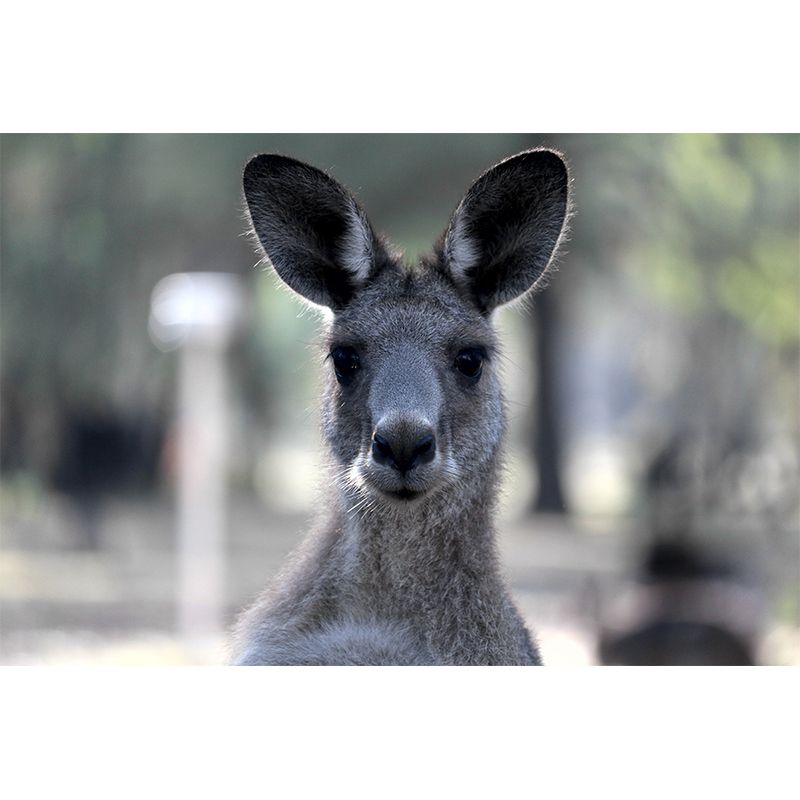 Clever Kangaroo Mural Decal Water Resistant Wall Decor for Living Room